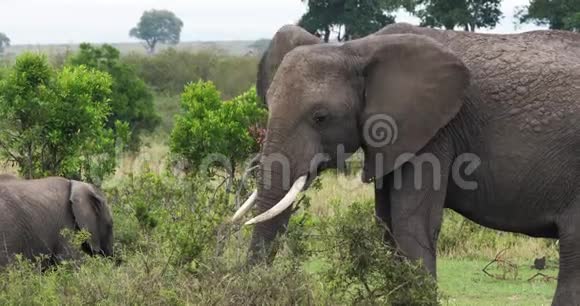 非洲象非洲象肯尼亚马赛马拉公园视频的预览图