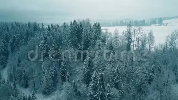 冬季雪林的鸟瞰图视频的预览图
