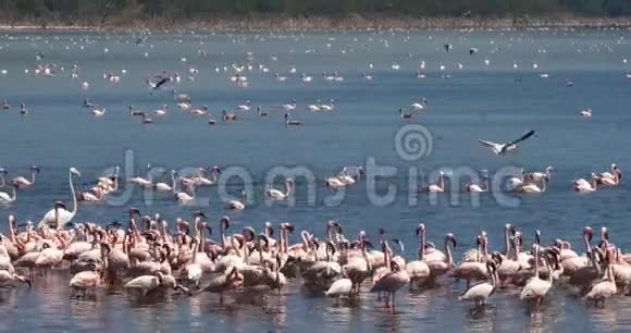 小火烈鸟小光性翅目肯尼亚博戈里亚湖殖民地视频的预览图