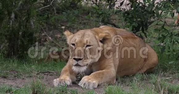 肯尼亚马塞马拉公园的非洲狮子潘切拉狮子母亲和幼仔视频的预览图