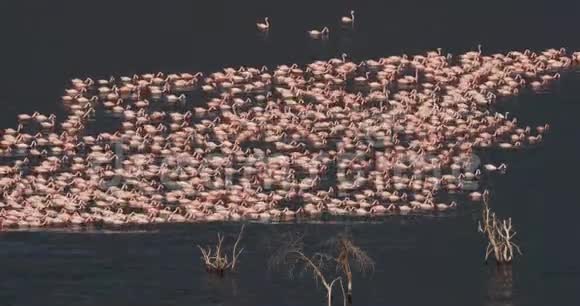 小火烈鸟小光性翅目肯尼亚博戈里亚湖殖民地视频的预览图