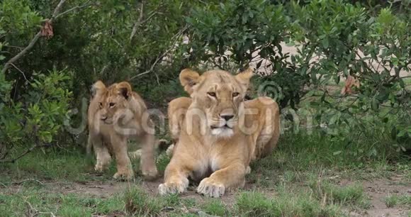 肯尼亚马塞马拉公园的非洲狮子潘切拉狮子母亲和幼仔视频的预览图