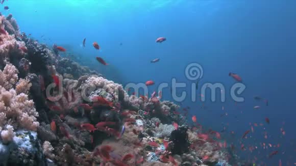 珊瑚礁有很多鱼4k视频的预览图