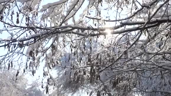 干燥冻枝树冬日雪日阳光眩目美景白色背景上干燥的树枝视频的预览图