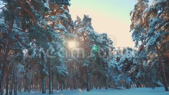 冬季松阳林中的雪生活方式阳光运动冻霜圣诞新年树新概念视频的预览图