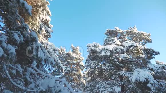 树顶寒冷的白天冬天的松树雪枝阳光阳光在日落时照亮冬天的风景树顶在树上视频的预览图