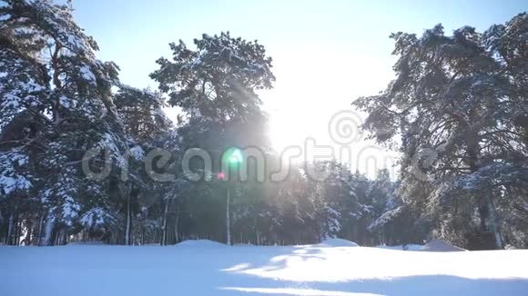 冰雪覆盖的冬季森林慢动作视频生活方式冬天的松林在雪的阳光下视频的预览图
