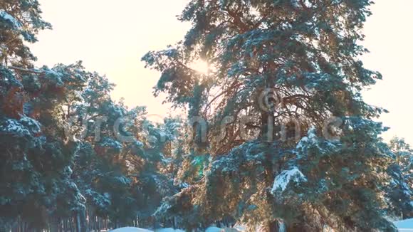 冬松日林中雪的阳光运动冰冻的生活方式霜冻圣诞新年树新概念视频的预览图