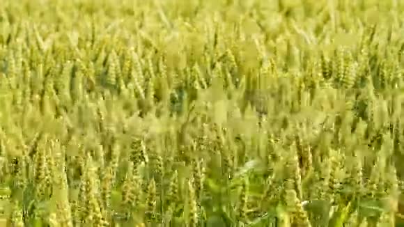 田间小麦视频的预览图