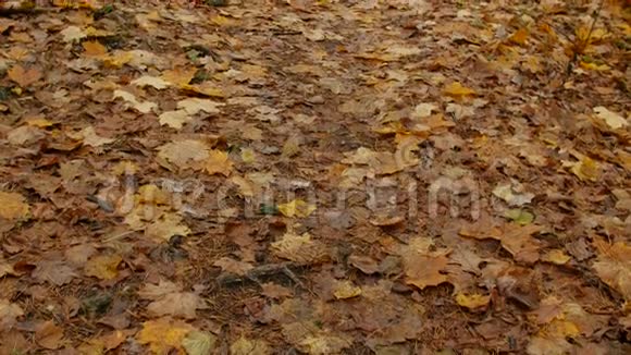 秋天公园的落叶视频的预览图