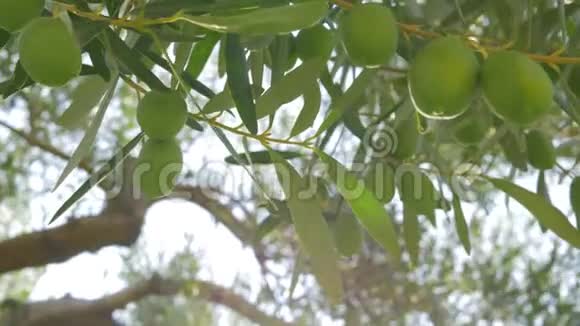 绿果橄榄树的枝视频的预览图