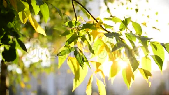 美丽的黄秋叶背光视频的预览图