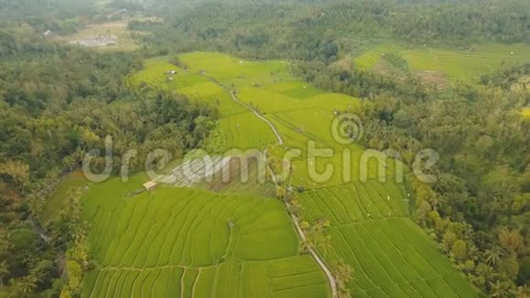 印度尼西亚巴厘岛稻田景观视频的预览图