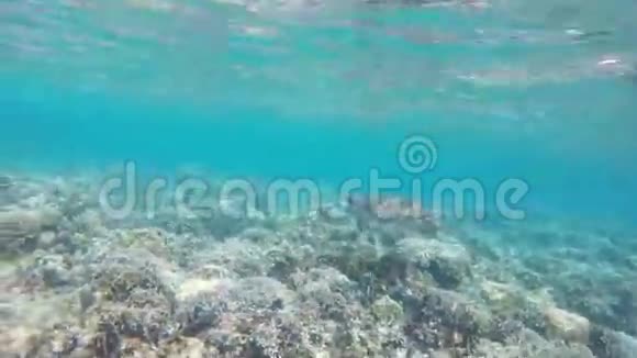 热带海洋中的海龟视频的预览图