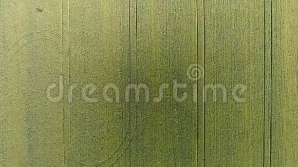麦田的质地田间幼嫩绿色小麦的背景四架直升机的照片航空照片视频的预览图