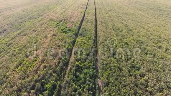 麦田的质地田间幼嫩绿色小麦的背景四架直升机的照片视频的预览图