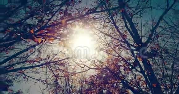 森林树木在天空中剪影五颜六色的日落太阳耀斑光线在大自然背景下穿过森林自然的概念视频的预览图