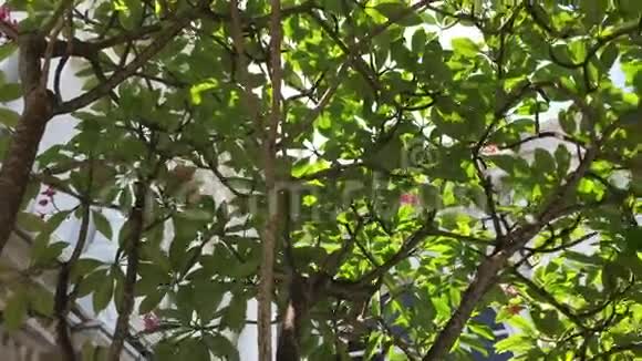 公园里的梅花树视频的预览图