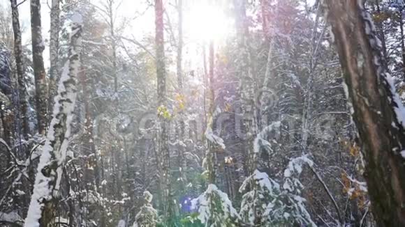 晴天的冬季森林视频的预览图