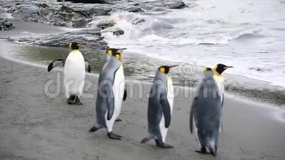 在海滩上的企鹅国王视频的预览图
