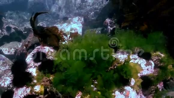 在海底寻找食物的海胆视频的预览图