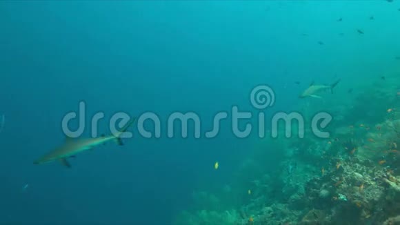 珊瑚礁上的灰礁鲨鱼4k视频的预览图