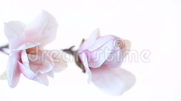 美丽的粉红色玉兰花视频的预览图