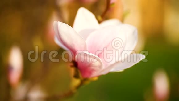 美丽的粉红色玉兰花视频的预览图