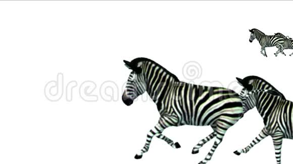 斑马群马驴动物剪影迁徙奔跑非洲草原视频的预览图