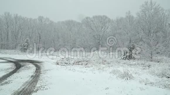 美丽的冬景雪雨和树木视频的预览图