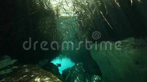 尤卡坦墨西哥塞诺特的树根和岩石视频的预览图