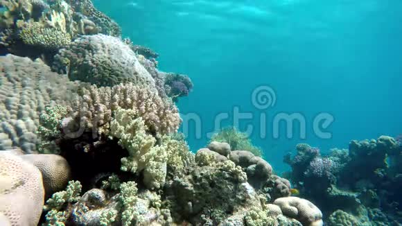 动物珊瑚和鱼视频的预览图