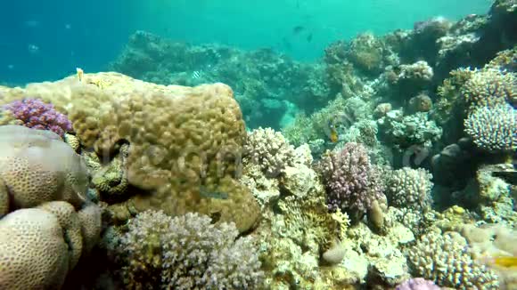 海洋珊瑚和鱼类视频的预览图