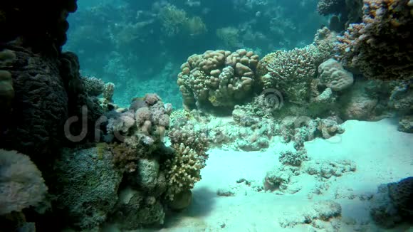 潜水珊瑚和鱼视频的预览图