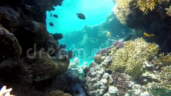 泻湖珊瑚和鱼视频的预览图