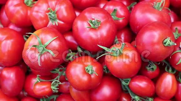 许多多汁的成熟红番茄视频的预览图