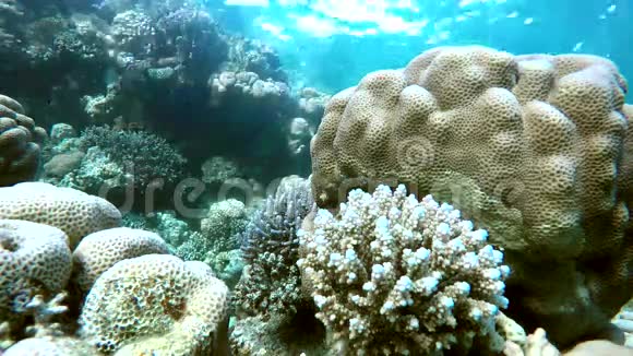 大自然珊瑚和鱼视频的预览图