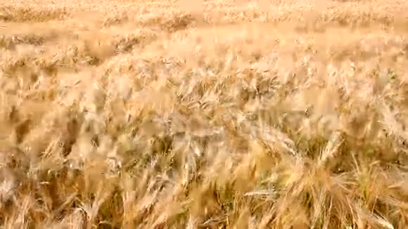 小麦作物视频的预览图