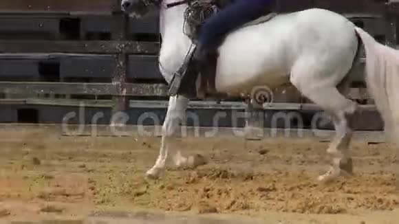 骑马马动物视频的预览图
