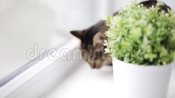 家里窗台上的猫视频的预览图