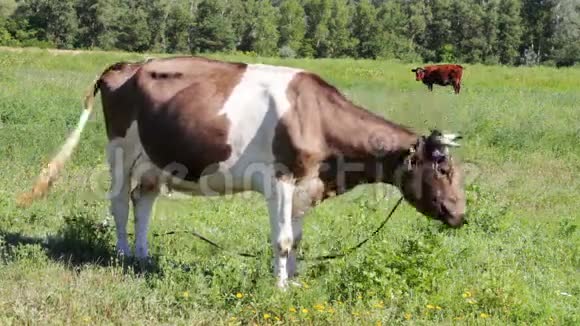 奶牛在田里放牧视频的预览图