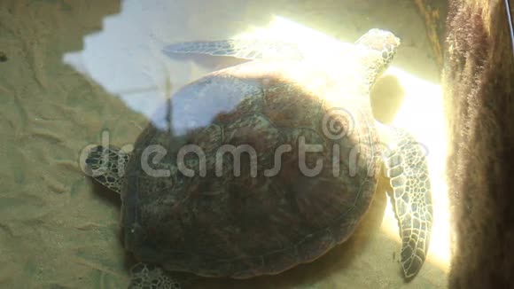 斯里兰卡保护区的游泳池成人海龟视频的预览图