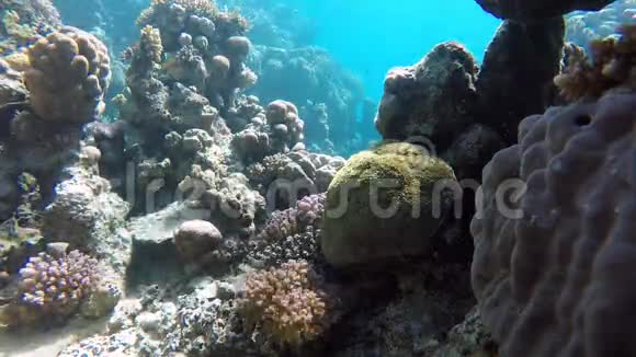 热带鱼珊瑚礁鱼类视频的预览图