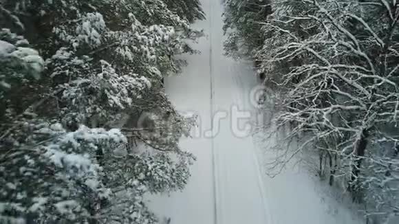 鸟瞰冬季雪林视频的预览图