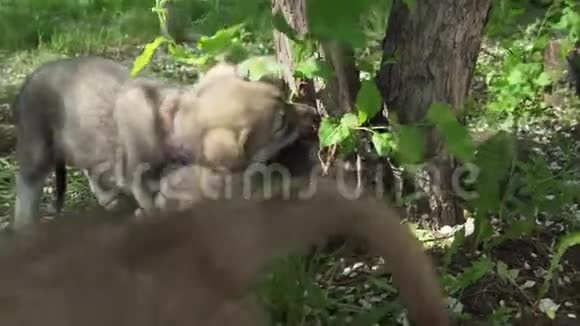 美丽有趣的小狗萨罗斯狼狗在公园的绿色草坪上玩股票录像视频视频的预览图