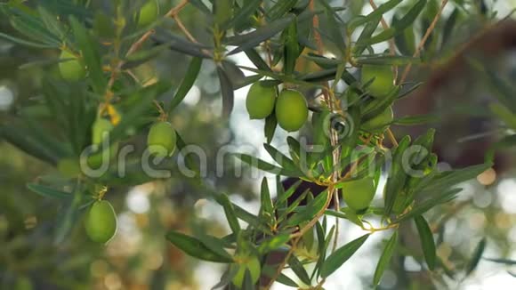 果园绿橄榄树的枝视频的预览图
