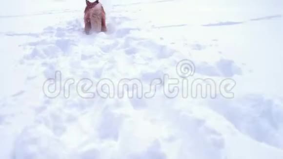 有趣的科吉毛茸茸的小狗走在户外视频的预览图