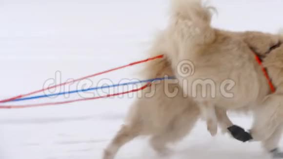 带狗司机的哈士奇雪橇犬队视频的预览图
