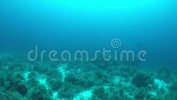 珊瑚礁上的两条曼塔射线视频的预览图
