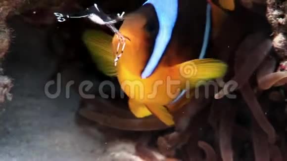 小丑鱼水下红海视频的预览图